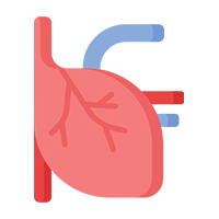 Circulatory System