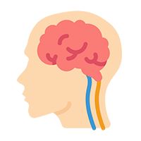 Central Nervous System